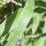 Centaurea uniflora Foglia