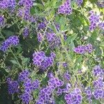 Duranta serratifolia Flor