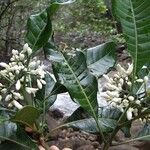 Psychotria brachylaena Hábito