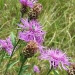 Centaurea decipiens Flor