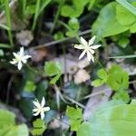 Coptis trifolia 花