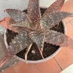 Aloe maculata 葉