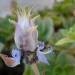 Coleus caninus Flower