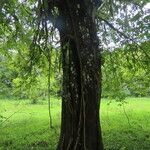 Guazuma ulmifolia 整株植物