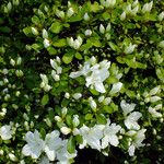 Rhododendron simsii Habitus