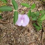 Centrosema virginianum Flower