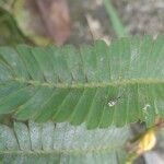 Chamaecrista nictitans Yaprak