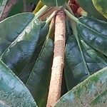 Rhododendron yakushimanum Bark