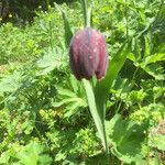 Fritillaria tubaeformis Õis