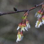 Ulmus alata