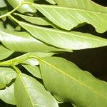 Lonchocarpus atropurpureus Лист