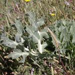 Eryngium campestre Leaf