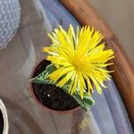 Faucaria tigrina Blüte