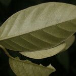 Itzaea sericea Hoja