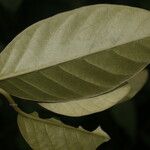 Itzaea sericea Blatt