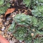 Saxifraga paniculata Blatt