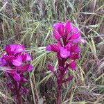 Anacamptis papilionacea फूल