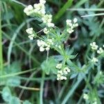 Galium album Лист