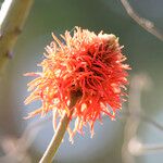 Erythrina abyssinica പുഷ്പം