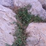 Oxybasis chenopodioides 整株植物