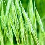 Bromus tectorum Fruchs