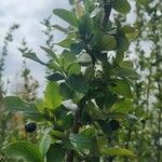Rhamnus cathartica Frukt