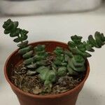 Crassula rupestris Blatt