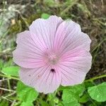 Malva hispanica Flor