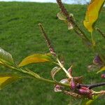Ribes magellanicum Flor