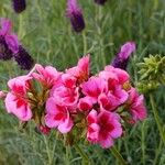 Pelargonium × hybridum Habit