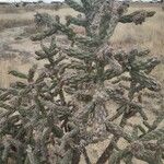 Cylindropuntia imbricataLeaf