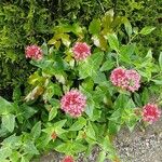 Valeriana lecoqii عادت داشتن