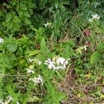 Saponaria officinalisFlower