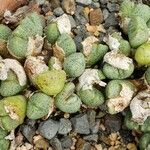 Conophytum taylorianum Lehti