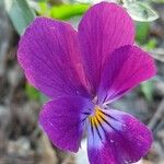 Viola tricolor Květ