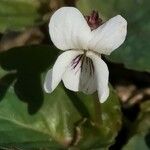 Viola blanda Virág