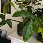 Philodendron panduriforme Leaf