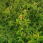 Crotalaria goreensis Habitus