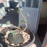 Portulaca pilosaЛист