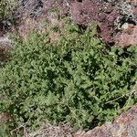 Phacelia ramosissima Агульны выгляд