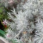 Helichrysum italicum Blatt