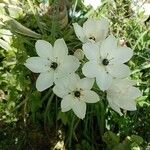 Ornithogalum arabicum Květ