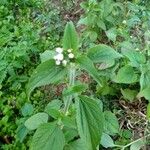 Ageratum conyzoidesLeaf