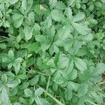 Potentilla anglica Leaf