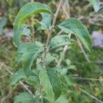 Lycium chinense Leaf