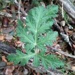 Thapsia villosa Leaf