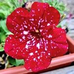 Petunia x atkinsiana പുഷ്പം