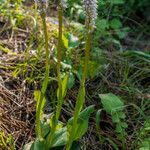 Neotinea maculata Pokrój