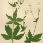 Ranunculus platanifolius Libunga