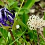 Phyteuma hemisphaericum Fiore